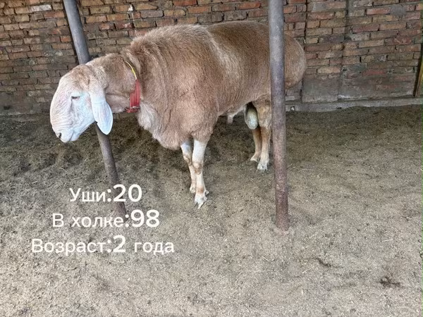 Ram, Arashan sheep — Kyrgyzstan