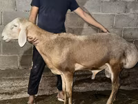แกะตัวผู้, Arashan sheep — รูปภาพ 2