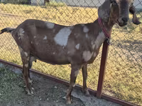 Keçi, Nubian Goat — foto 3