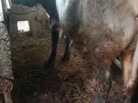 Lembu jantan, Russian Black pied cattle — foto 1