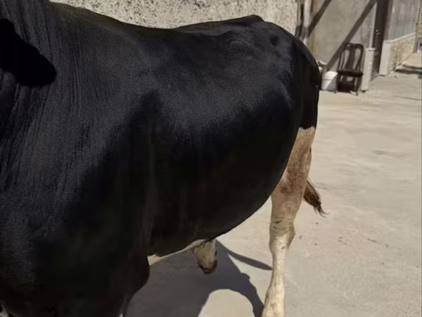 Ng'ombe dume, Aberdeen – Angus