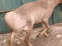 Berbec, Rhon sheep — foto 3
