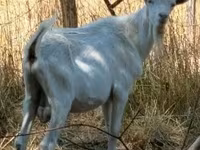 Goat, Goats — photo 1
