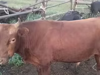 Dibi, Kazakh White-headed cow — sawirka 5