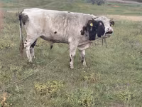 Bull, Simmental cattle — photo 3