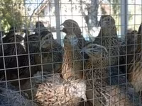 ญี่ปุ่น — รูปภาพ 1