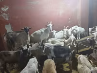 بز ماده, بز — عکس 8