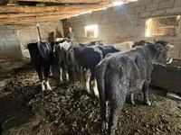 Lembu jantan, Cattle — foto 5