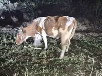 گاو ماده, Simmental cattle — عکس 2