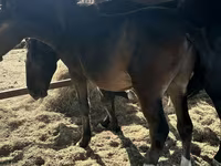 گھوڑا, گھوڑے — تصویر 4