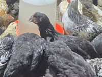 Chickens — foto 7