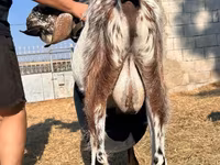 Kozel, Nubian Goat — foto 3