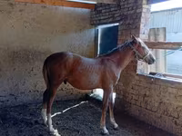 Hingst, Heste — foto 2
