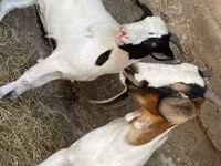 母山羊, Boer goat — 照片 4