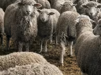 Sheep, Sheep — photo 3