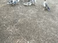 Ducks — foto 1