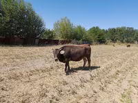 گاو نر, Swiss cattle — عکس 3