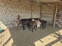 Kambing jantan, Arashan sheep — foto 5