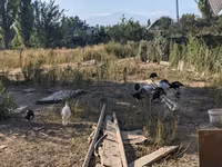 Turkeys — ছবি 1
