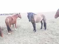 Koń, Mugalzhar horse — zdjęcie 2