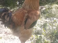 Chickens — fotografija 7