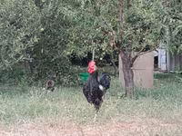 Chickens — fotografija 3