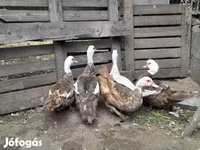 Ducks — foto 2