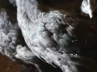 Chickens — Foto 7