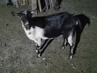 แพะตัวเมีย, Alpine goat — รูปภาพ 1