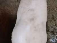 Lợn nái, Ландрас — ảnh 6