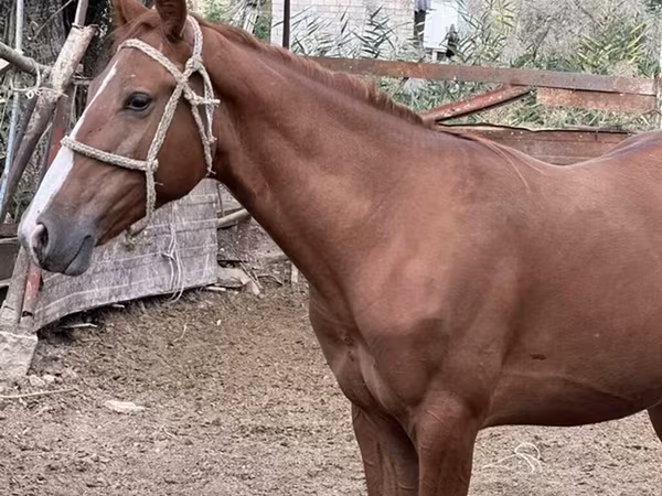 Klisna, Friesian sport horse
