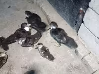 Ducks — foto 3