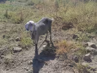 بز ماده, بز — عکس 1