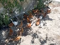 Chickens — foto 2