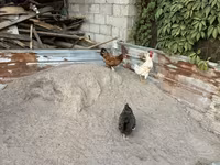 Chickens — عکس 1