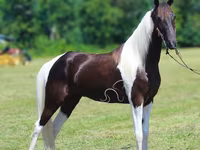Ձի, Tennessee Walking Horse — լուսանկար 2