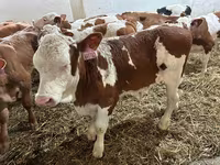 گاو نر, Simmental cattle — عکس 2