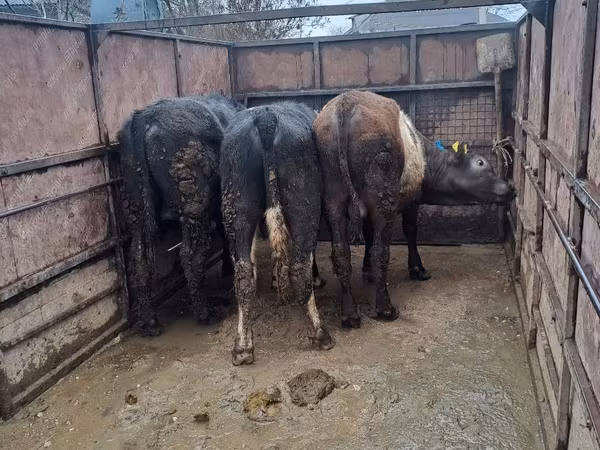 Buqa, Qoramol — Moldova