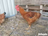 Chickens — Foto 3