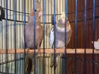 Məhsul: Nimfa (Cockatiel) cütü – qıf və aksesuarlarla birlikdə — الصورة 2