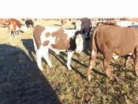 Stier, Simmental cattle — foto 3