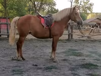 Jument, Haflinger — photo 4