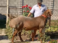 Beran, Arashan sheep — foto 2