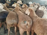 Ram, Kazakh fat-tailed coarsewool sheep — photo 3