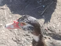 Geese — foto 8