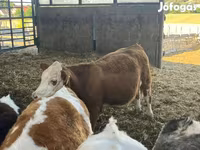 Ko, Simmental cattle — foto 2
