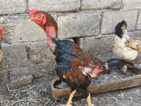 Chickens — foto 2