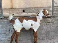 Koza, Kamori goats — foto 1