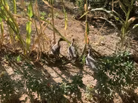 Ducks — عکس 2