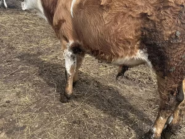 ወንድ በሬ, Simmental cattle